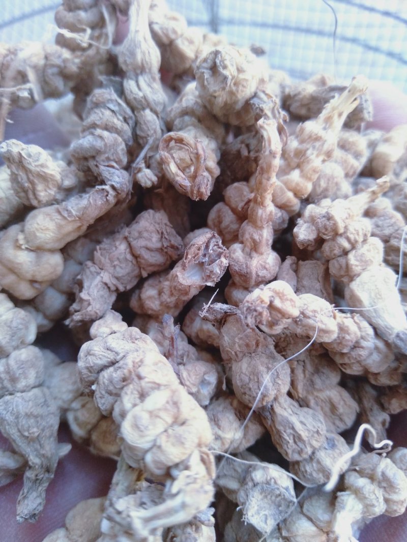 螺丝菜