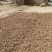 螺丝菜