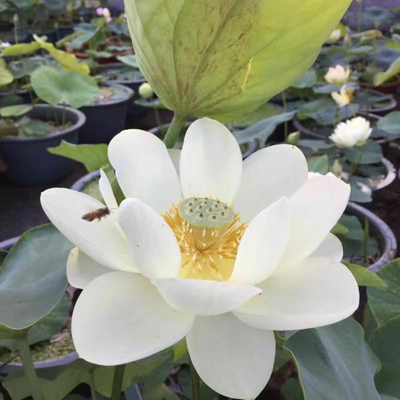 荷花苗，盆栽荷花，盆栽睡莲，花色多品种全价格低。浮岛组装