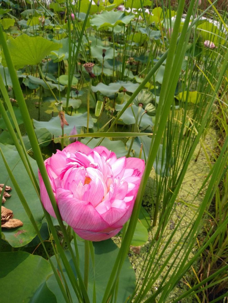 荷花苗，盆栽荷花，盆栽睡莲，花色多品种全价格低。浮岛组装