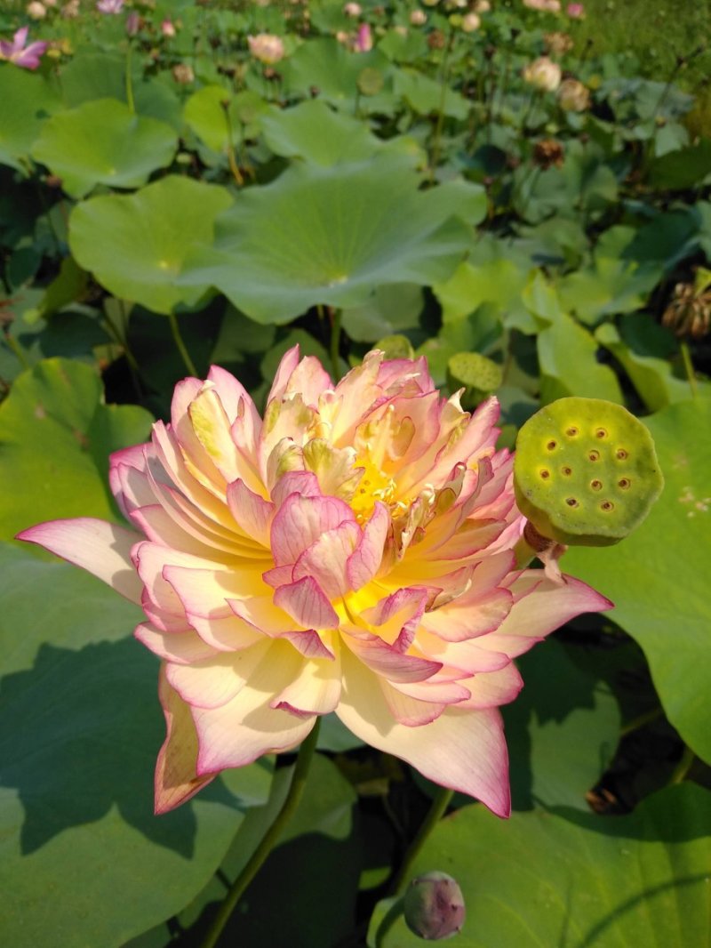 荷花苗，盆栽荷花，盆栽睡莲，花色多品种全价格低。浮岛组装