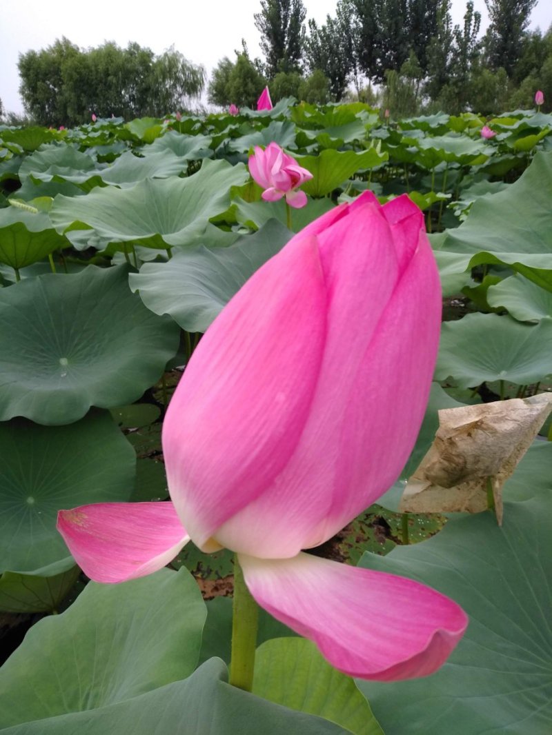 荷花苗，盆栽荷花，盆栽睡莲，花色多品种全价格低。浮岛组装