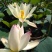 荷花苗，盆栽荷花，盆栽睡莲，花色多品种全价格低。浮岛组装