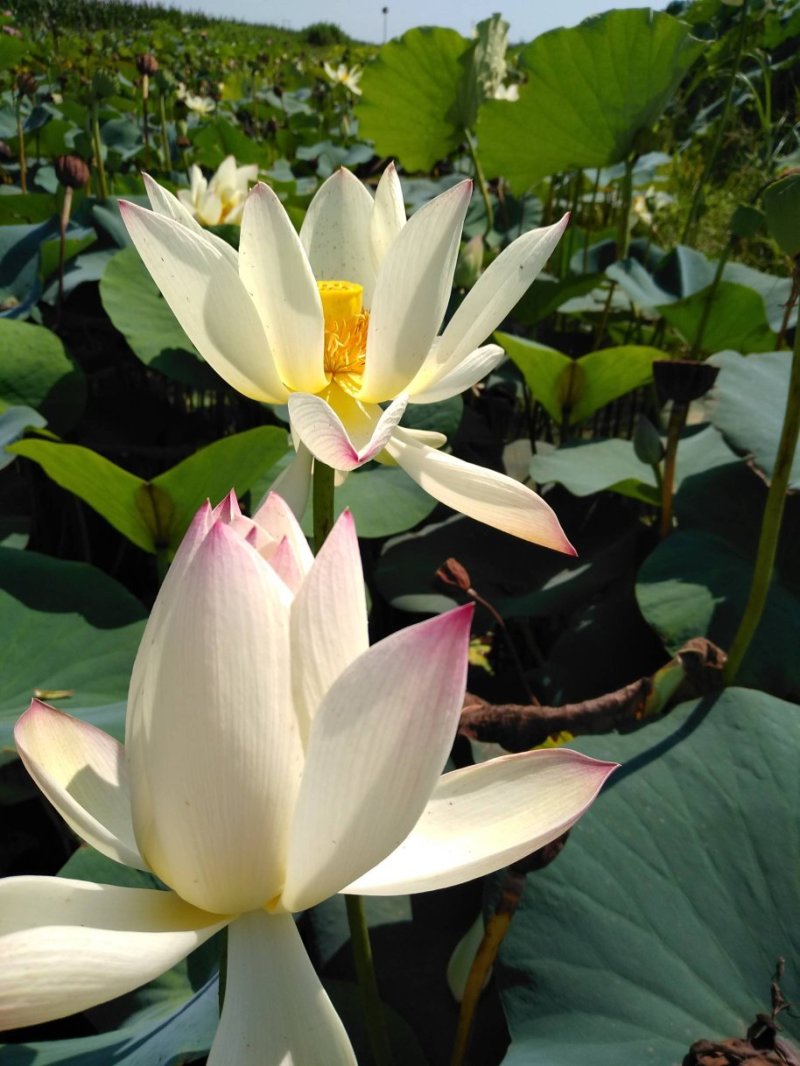 荷花苗，盆栽荷花，盆栽睡莲，花色多品种全价格低。浮岛组装