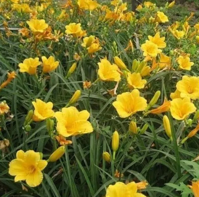 金娃娃萱草种子大花萱草种子多年生植物种子景观绿化花