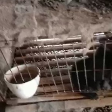 比利时肉兔种兔正在热销中欢迎前来选购洽谈业务