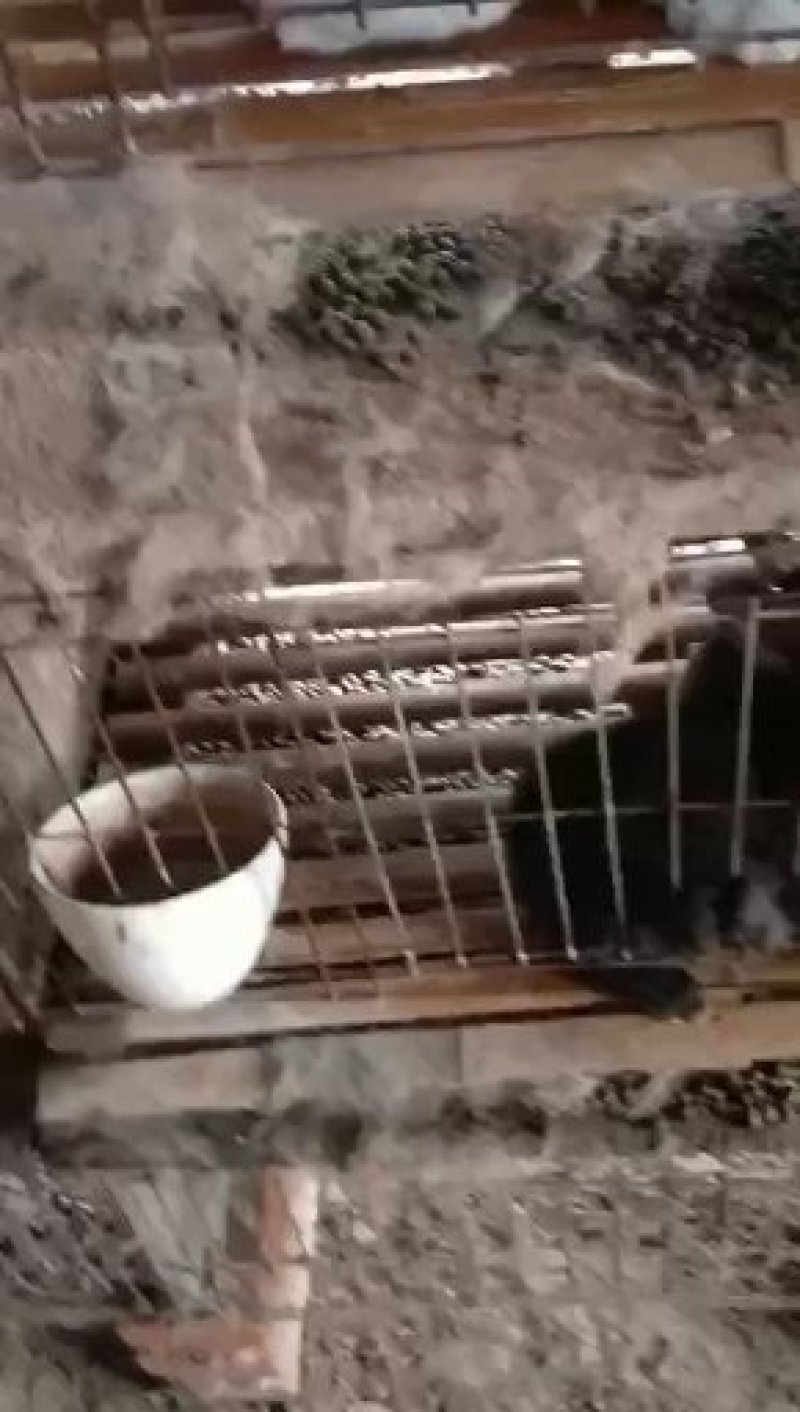 比利时肉兔种兔正在热销中欢迎前来选购洽谈业务