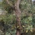 赤楠野生适合嫁接景观