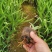 射干红花鸢尾死苗补发多年生草花量大可优惠