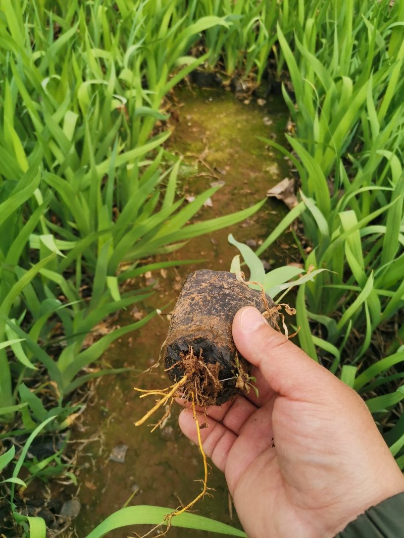 射干红花鸢尾死苗补发多年生草花量大可优惠