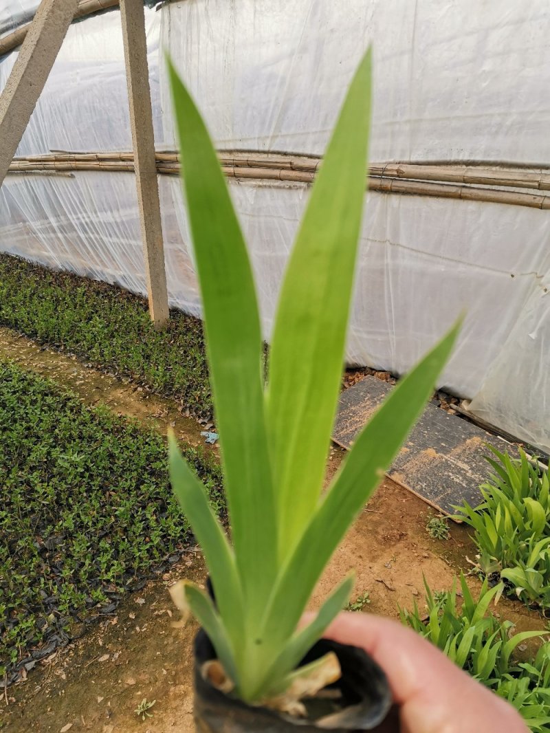 射干红花鸢尾死苗补发多年生草花量大可优惠