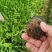 射干红花鸢尾死苗补发多年生草花量大可优惠
