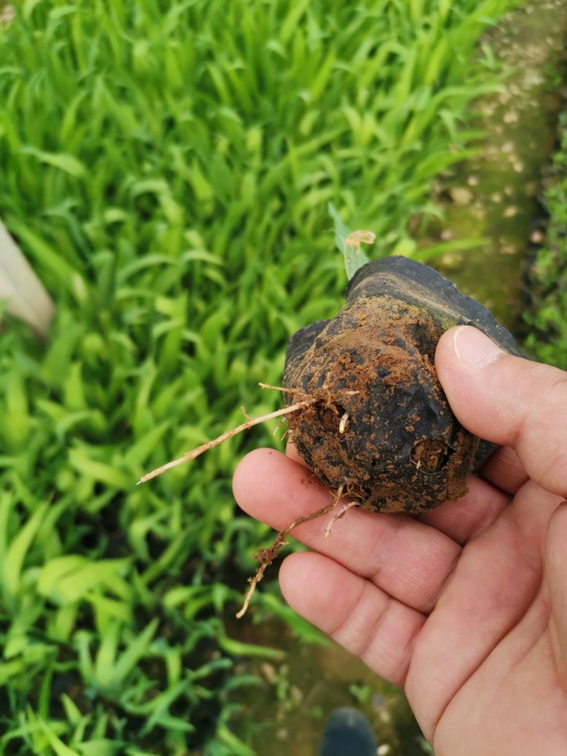 射干红花鸢尾死苗补发多年生草花量大可优惠