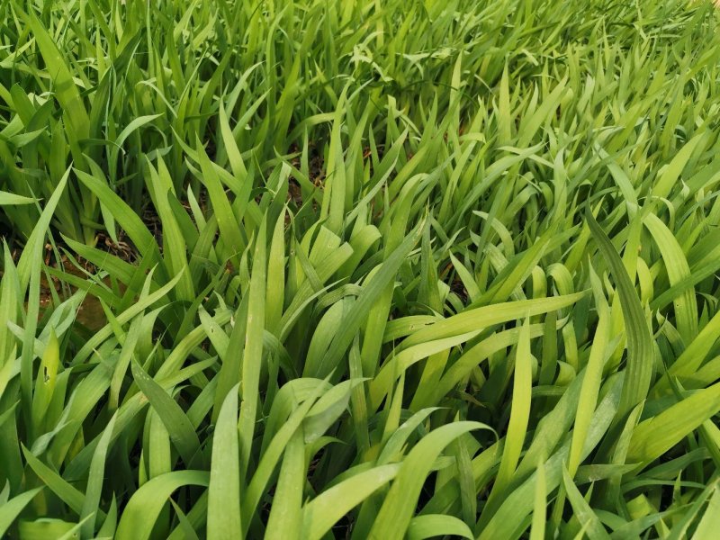 射干红花鸢尾死苗补发多年生草花量大可优惠