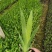 射干红花鸢尾死苗补发多年生草花量大可优惠