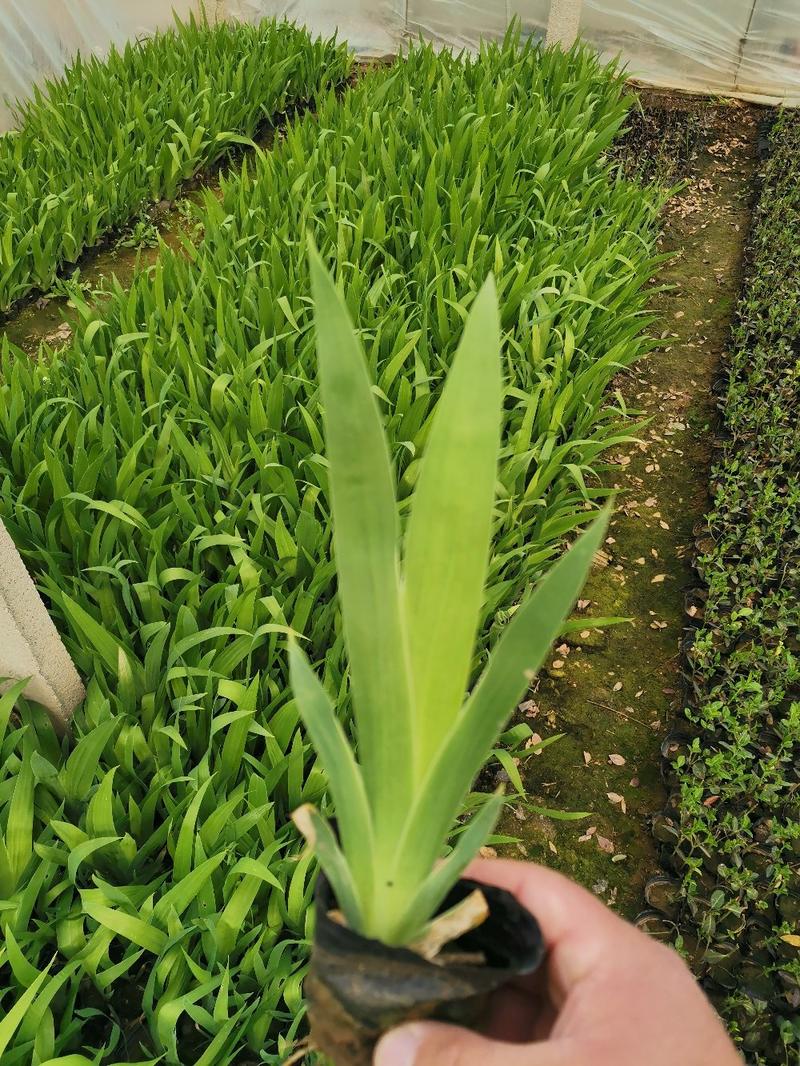 射干红花鸢尾死苗补发多年生草花量大可优惠