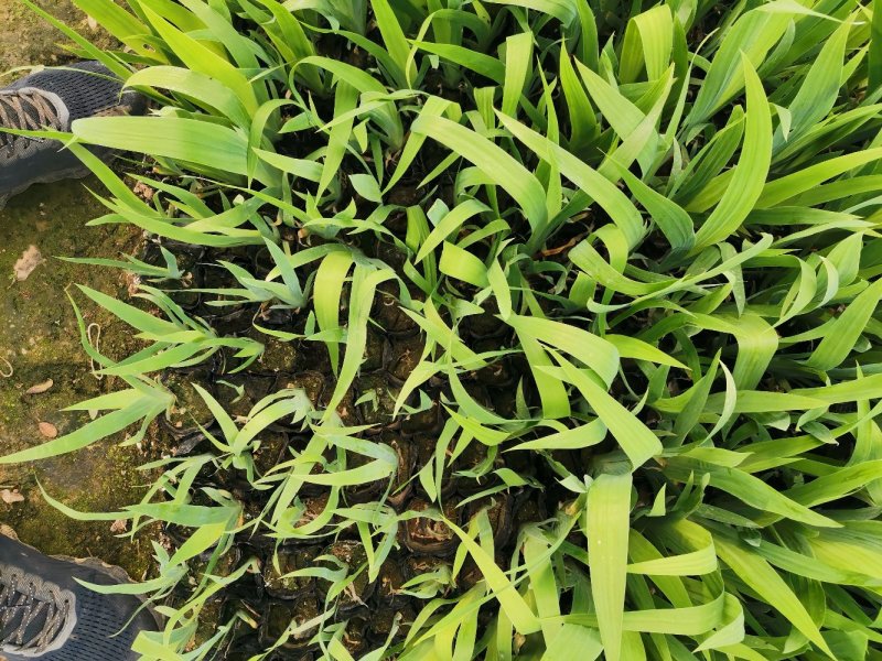 射干红花鸢尾死苗补发多年生草花量大可优惠