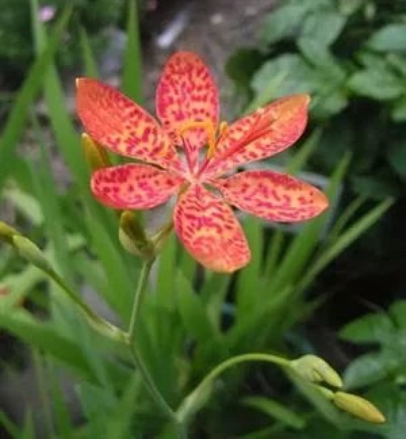 射干红花鸢尾死苗补发多年生草花量大可优惠