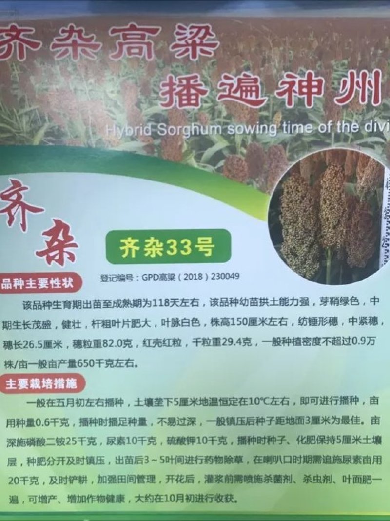 矮秆高产酿酒专用高产糯高粱种子红糯9号品种