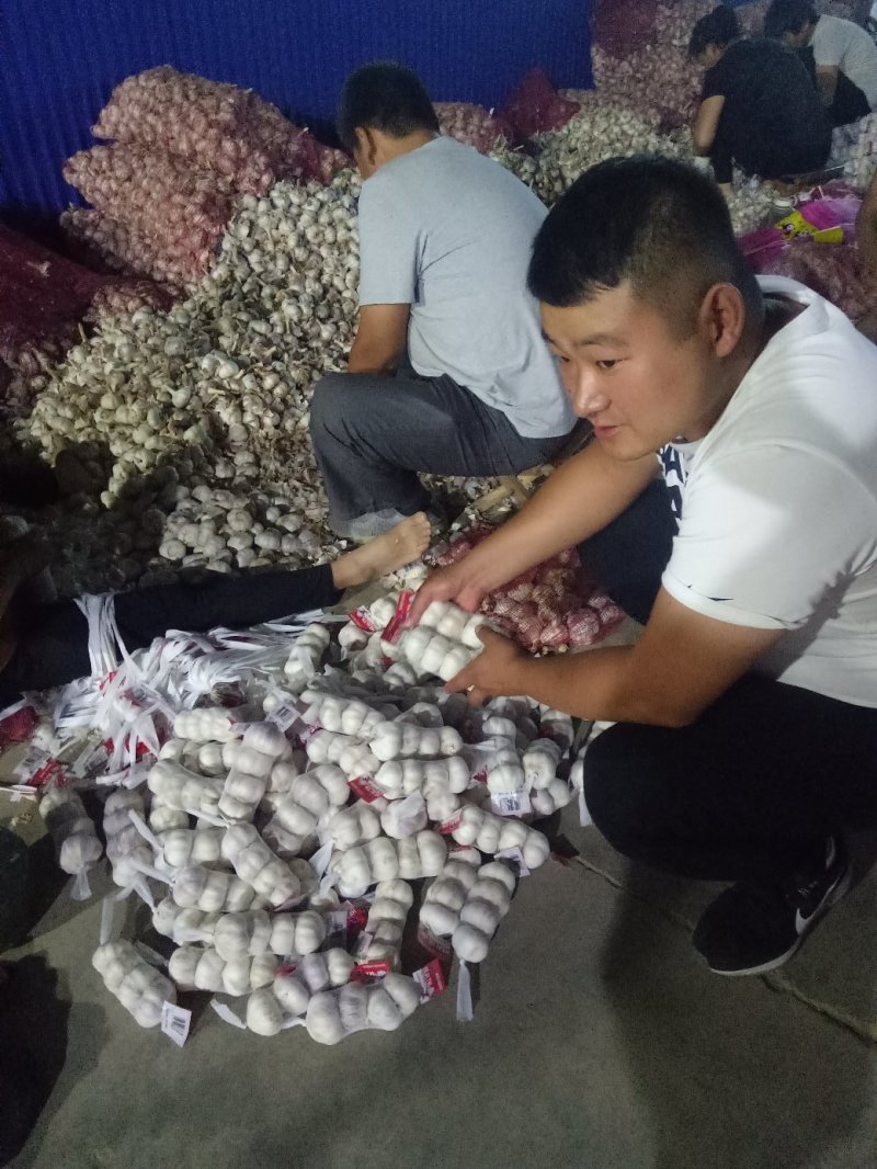 优质红皮大蒜，个头大均匀皮色好！保质保量！产地直销价格低