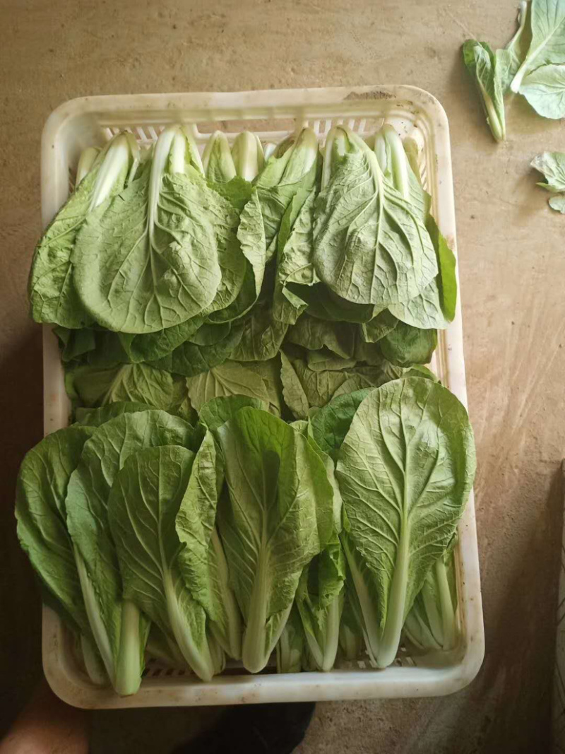 【新鲜现挖】小白菜，山东小白菜，万亩种植基地承接商超批发
