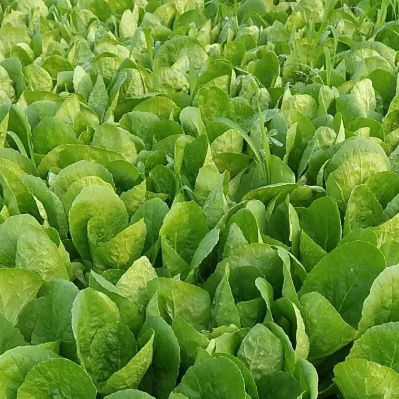 【新鲜现挖】小白菜，山东小白菜，万亩种植基地承接商超批发