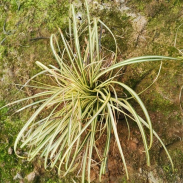 苔草金叶苔草绿化苗木量大优惠欢迎实地看货