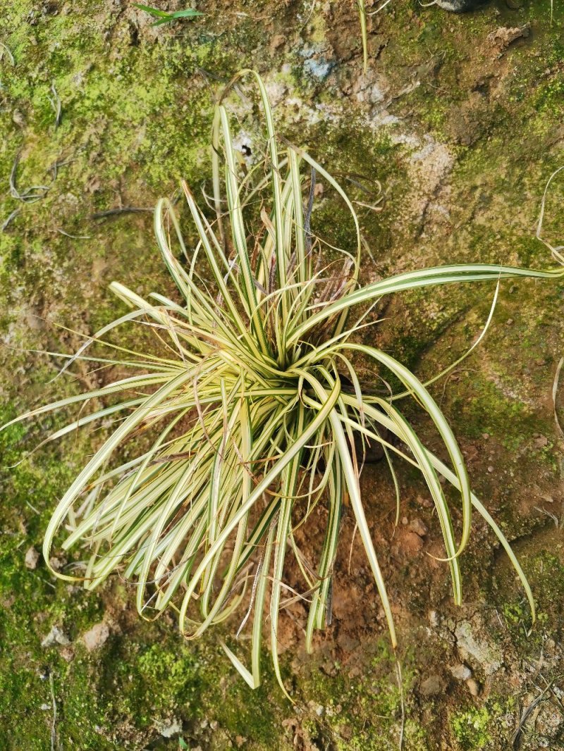 苔草金叶苔草绿化苗木量大优惠欢迎实地看货