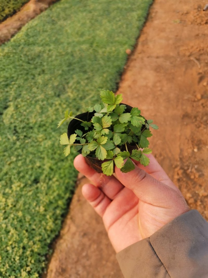 蛇莓花优质蛇莓苗基地直发欢迎实地看货