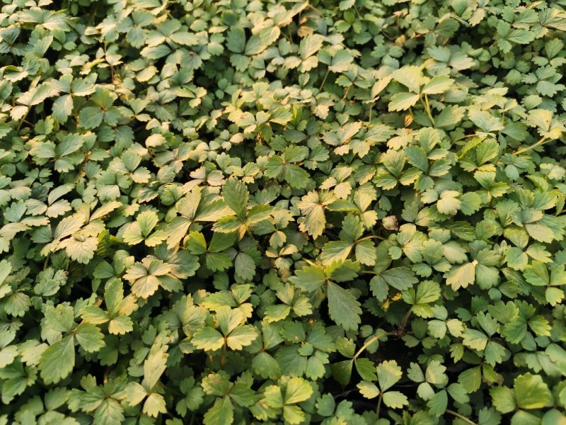 蛇莓花优质蛇莓苗基地直发欢迎实地看货