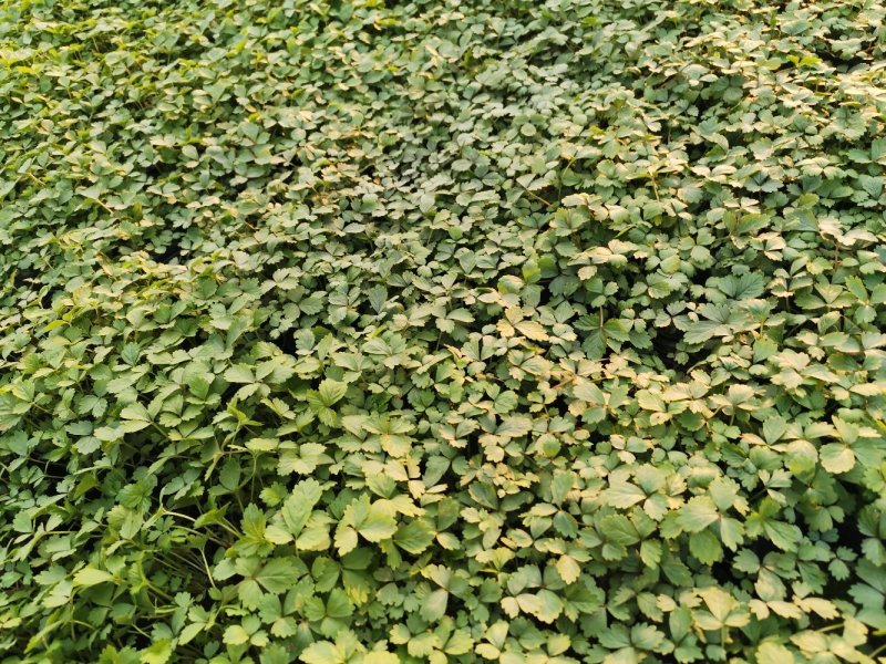 蛇莓花优质蛇莓苗基地直发欢迎实地看货