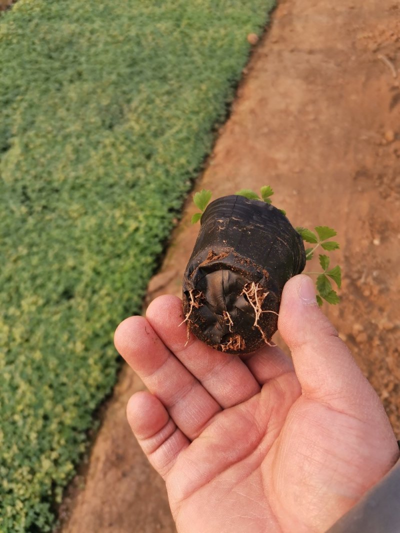 蛇莓花优质蛇莓苗基地直发欢迎实地看货
