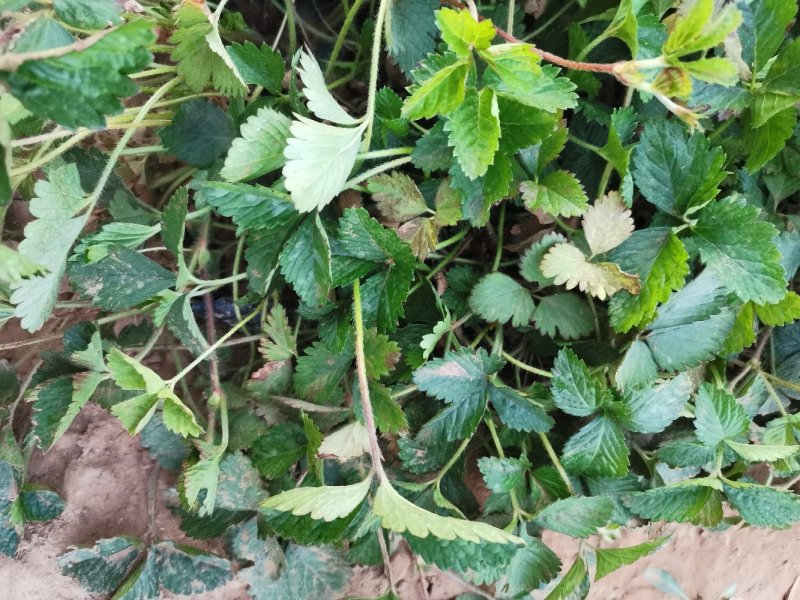 蛇莓花优质蛇莓苗基地直发欢迎实地看货