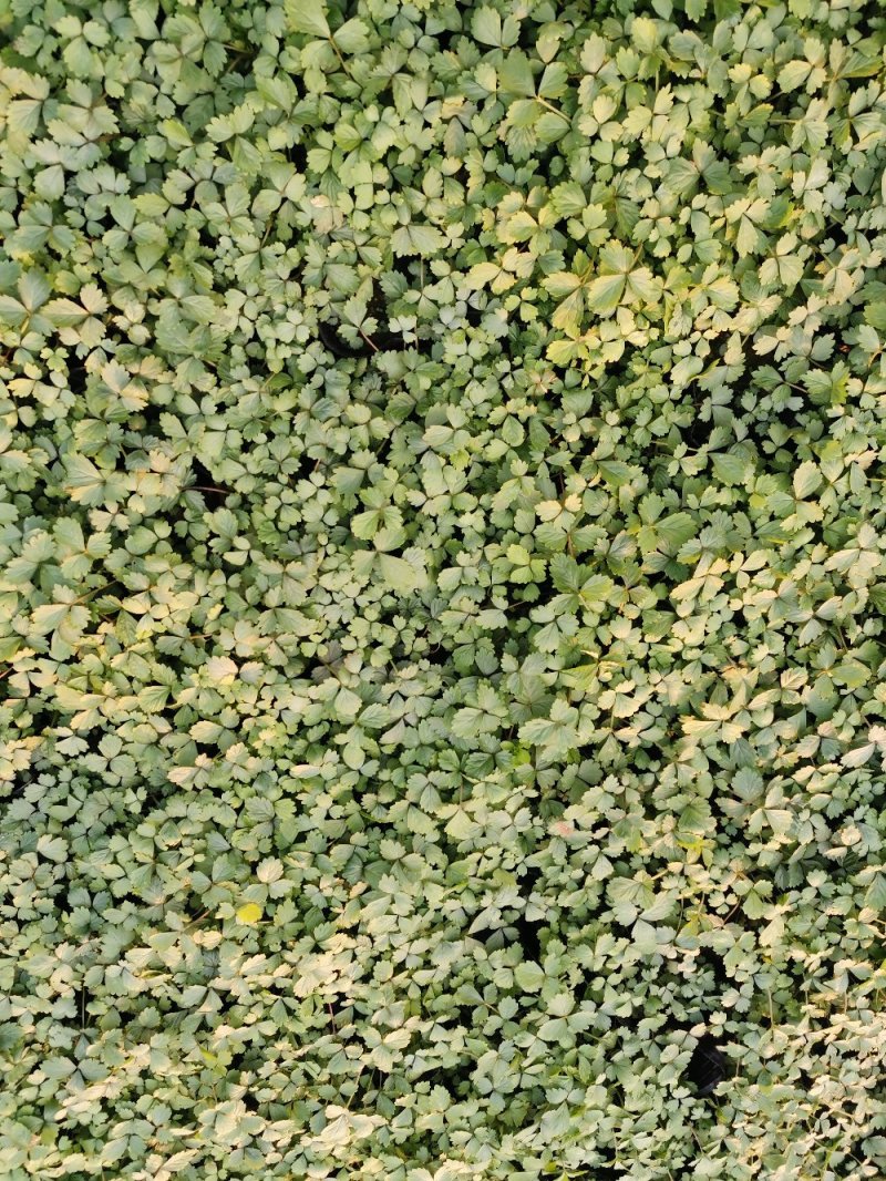 蛇莓花优质蛇莓苗基地直发欢迎实地看货