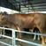 西门塔尔牛200~300斤，基地直发，欢迎采购