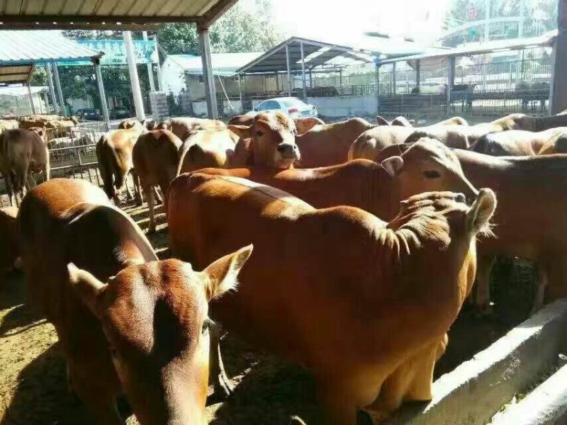 鲁西黄牛100~200kg，厂家直发，欢迎采购