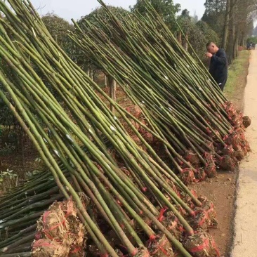 香樟树，米径3公分到25公分大量出售，欢迎订购