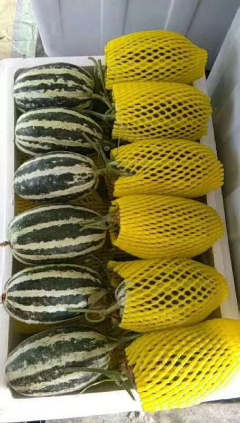 博洋9号甜瓜大量上市甜度高脆皮种植面积大现摘现发品质保证