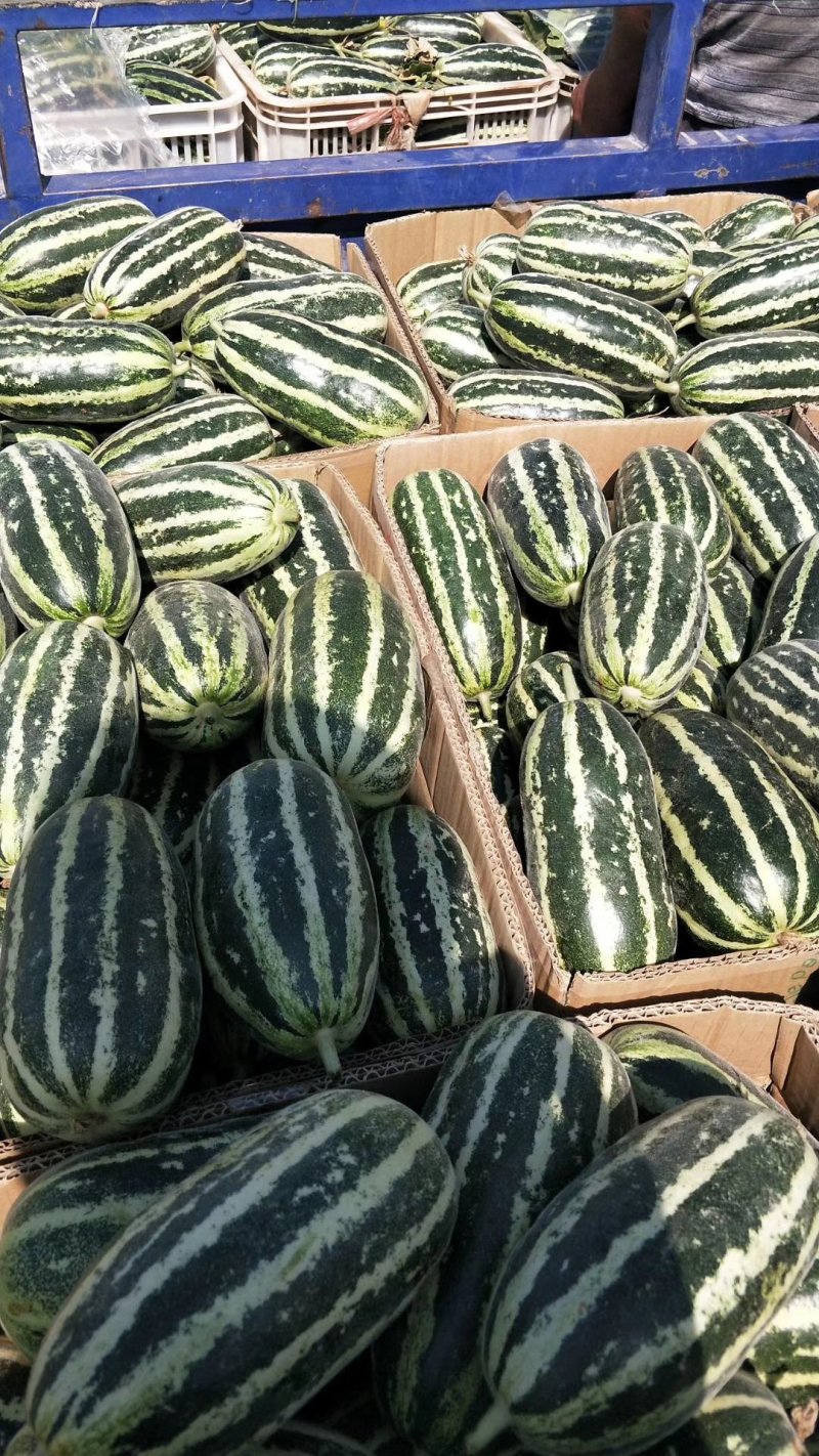 博洋9号甜瓜大量上市甜度高脆皮种植面积大现摘现发品质保证