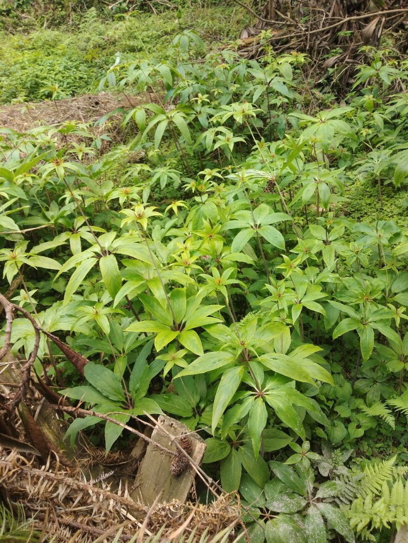 七叶一枝花种苗，螺丝重楼种苗，适应性强低海拔也可以种