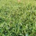 柳叶马鞭草多年生马鞭草基地直供量大优惠