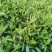 柳叶马鞭草多年生马鞭草基地直供量大优惠