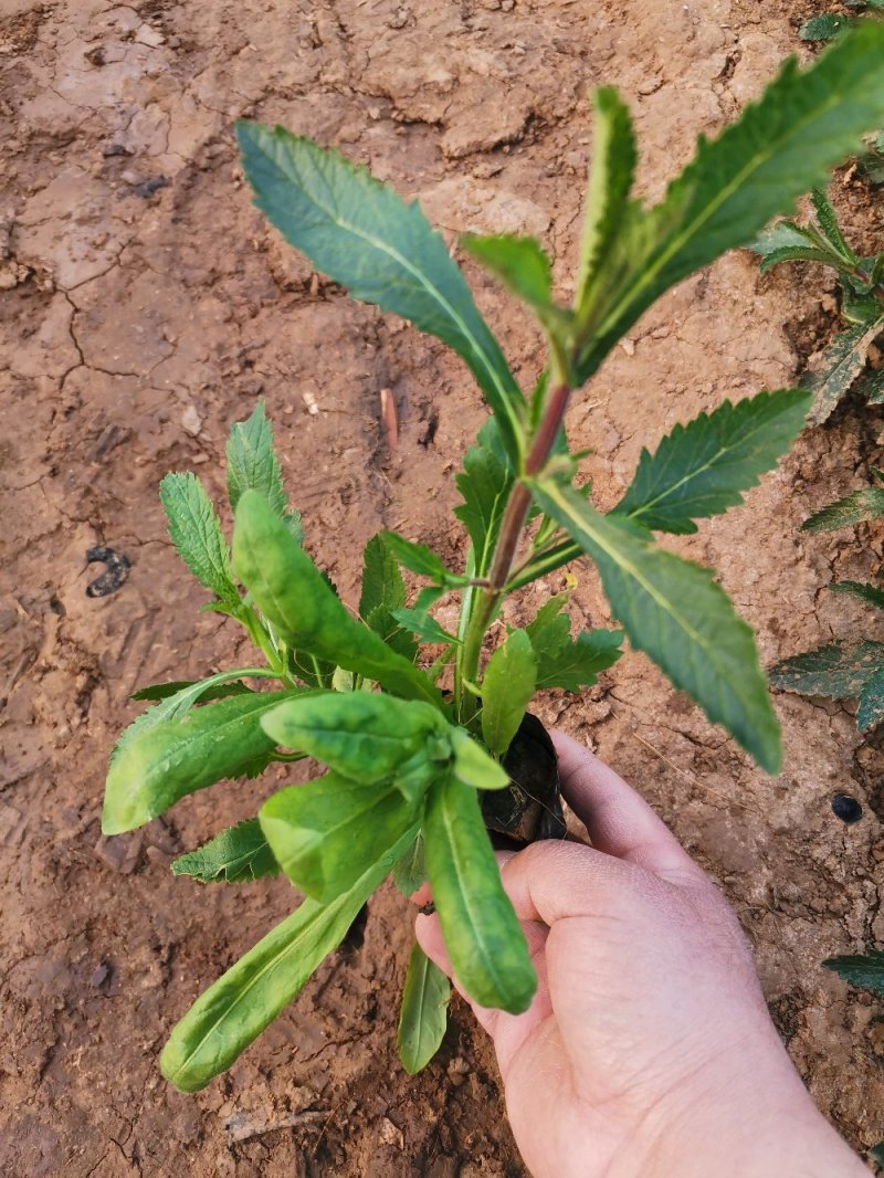 柳叶马鞭草多年生马鞭草基地直供量大优惠