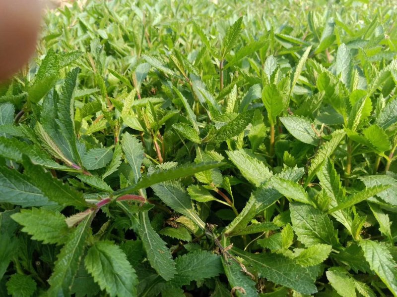 柳叶马鞭草多年生马鞭草基地直供量大优惠