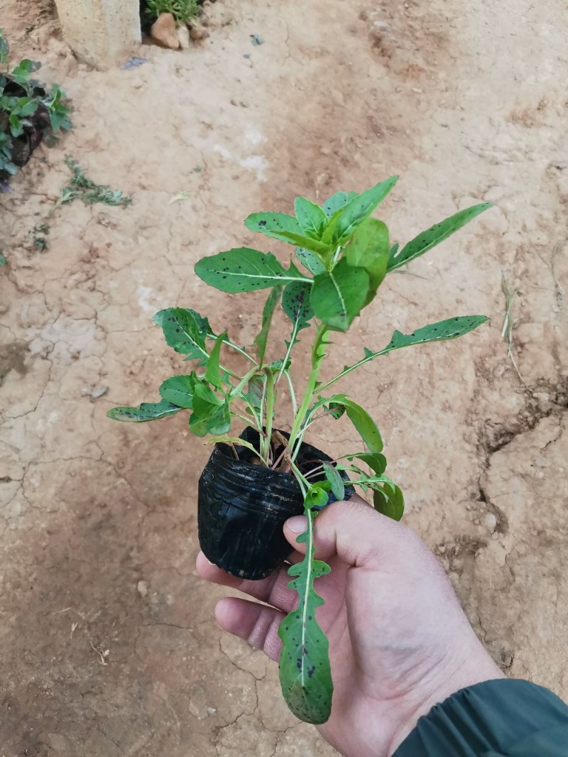 美丽月见草月见草宿根草花多年生耐寒花草