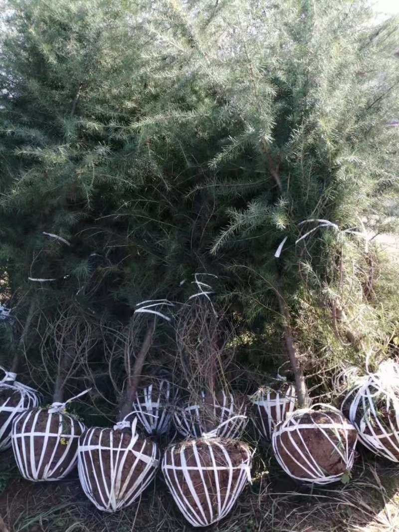 各种规格，占地苗，工程苗雪松