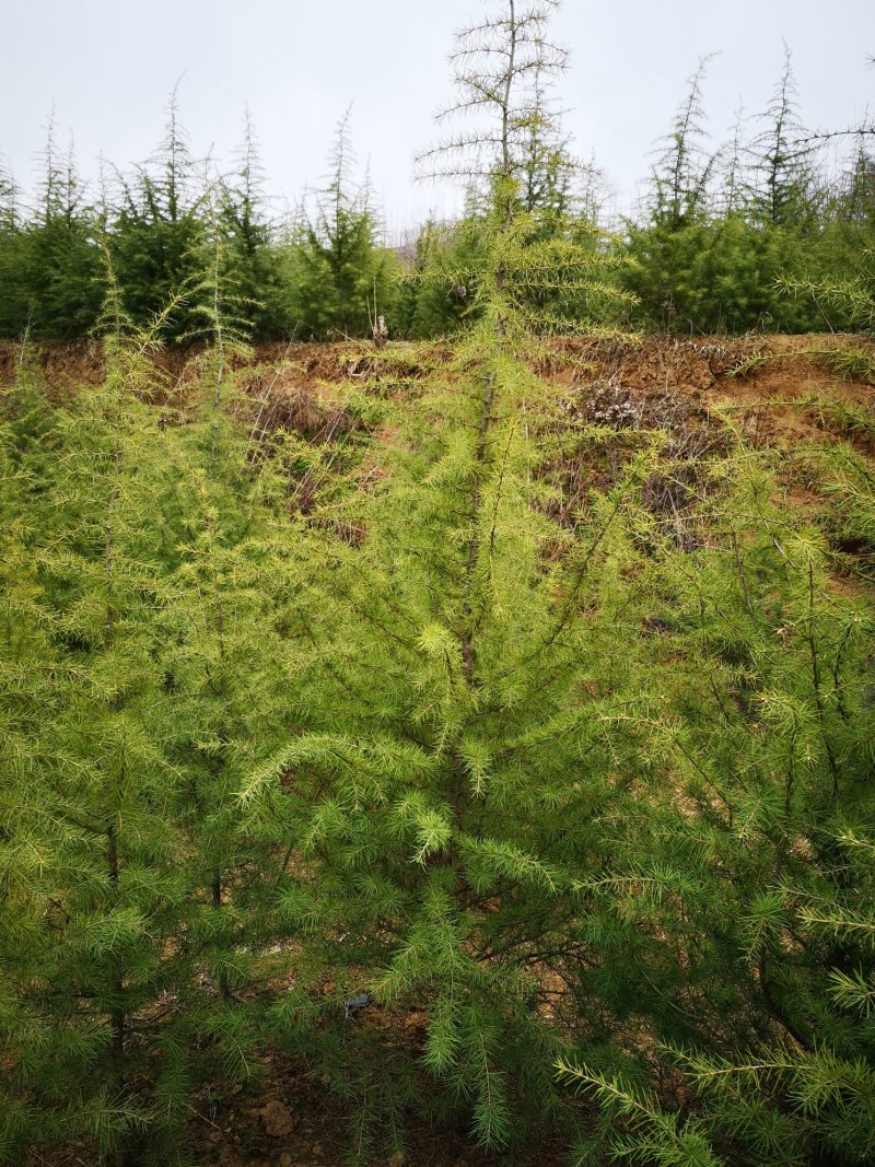 各种规格，占地苗，工程苗雪松