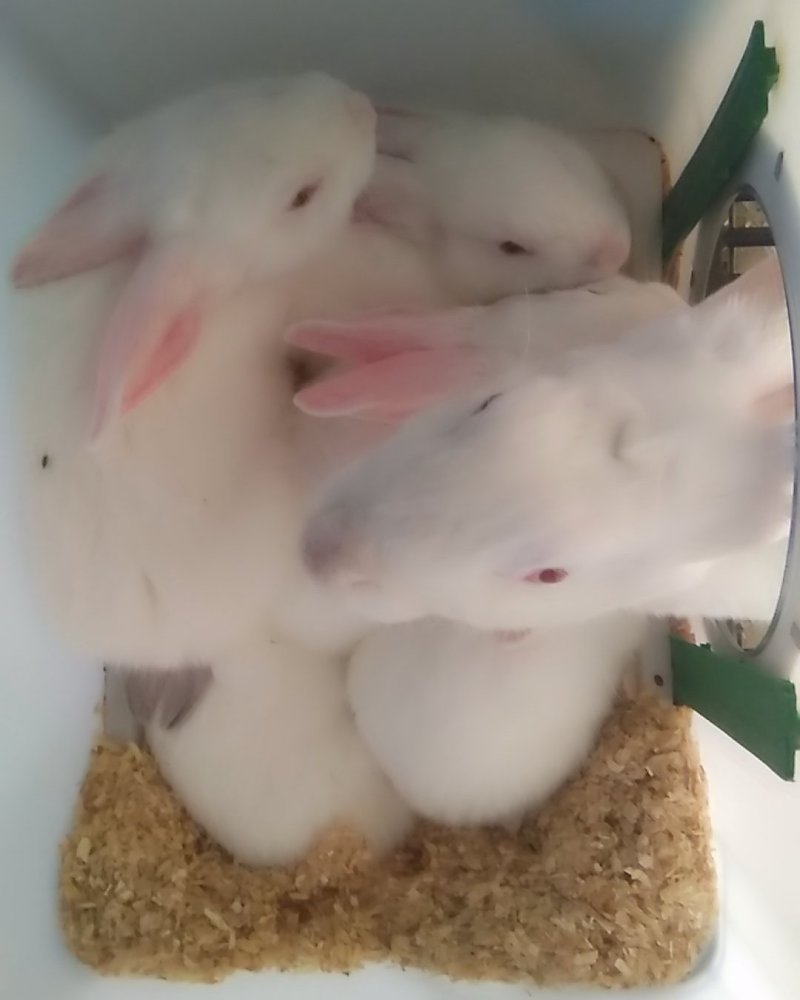 常年出售成品和幼崽，母兔伊拉兔