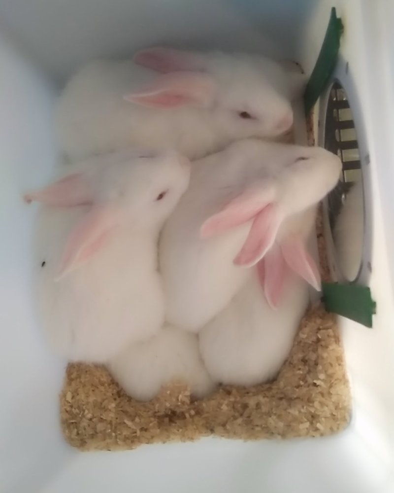 常年出售成品和幼崽，母兔伊拉兔