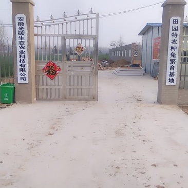 常年出售成品和幼崽，母兔伊拉兔